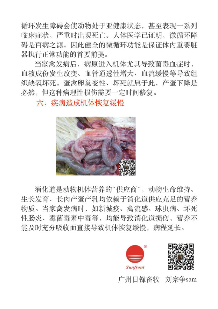 疾病蛋禽預(yù)后產(chǎn)蛋性能不高的原因分析