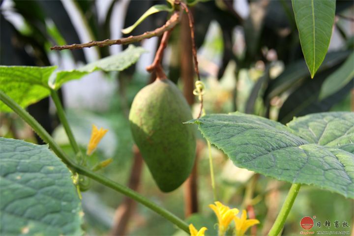 日鋒菜園芒果