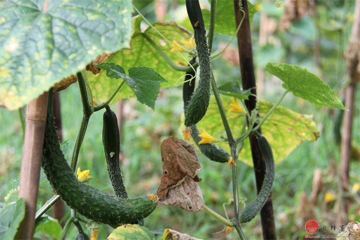 日鋒菜園黃瓜