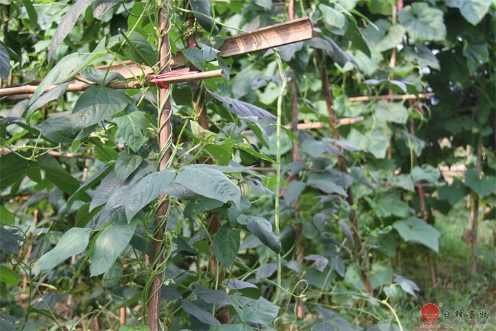 日鋒菜園豆角