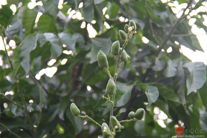 日鋒菜園黃皮