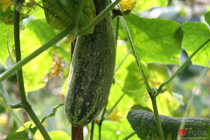 日鋒菜園