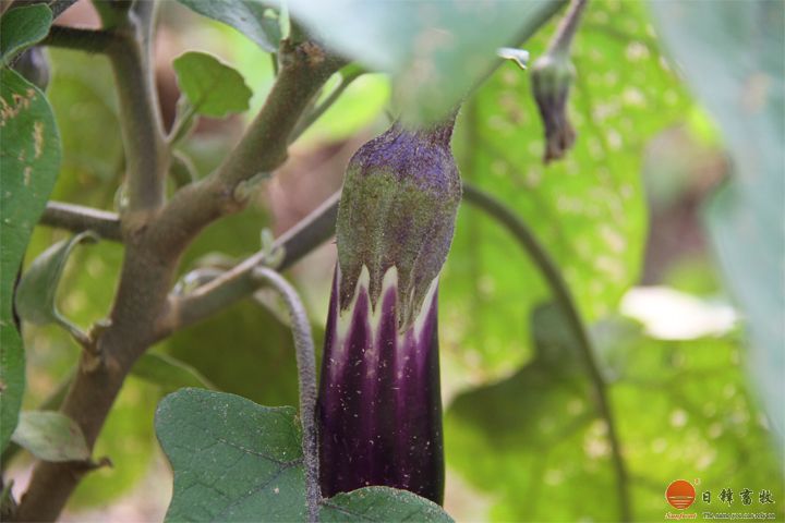 日鋒菜園茄子