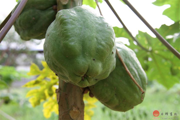 日鋒菜園木瓜